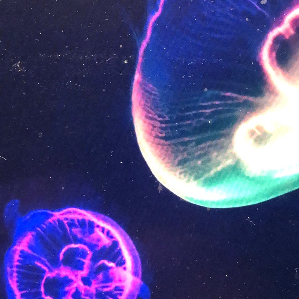 Meet your Posher, Linda